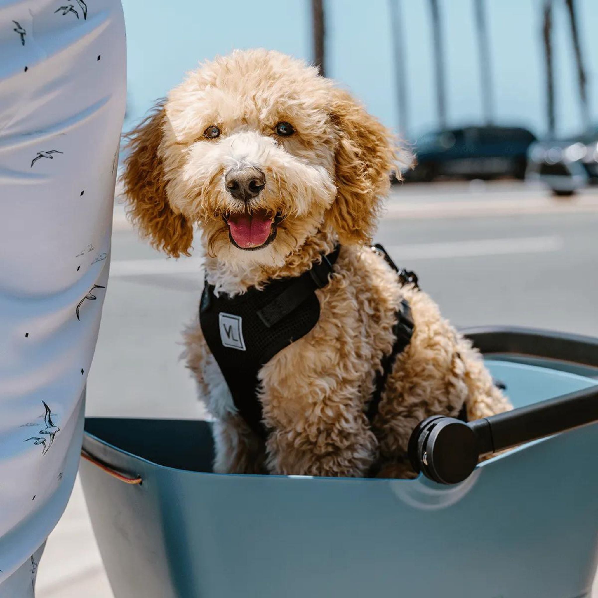 ELECTRIC BIKE COMPANY - Basil Buddy Dog Carrier Basket Combo